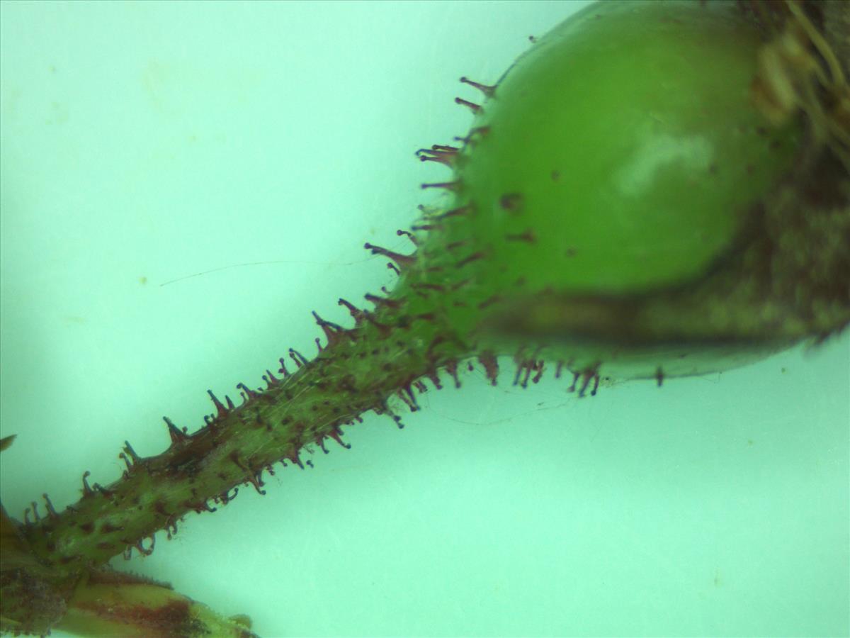 Rosa x biturigensis (door Jan Klinckenberg)