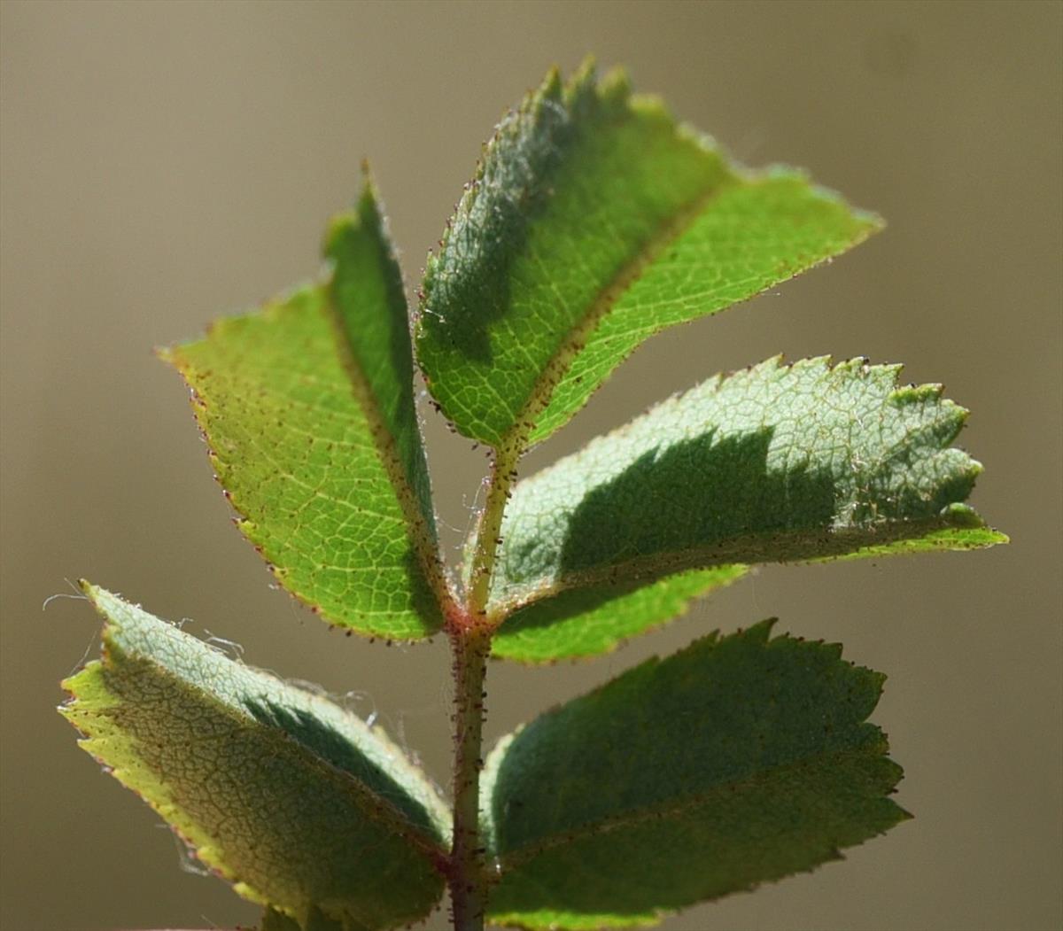 Rosa x biturigensis (door Jan Klinckenberg)