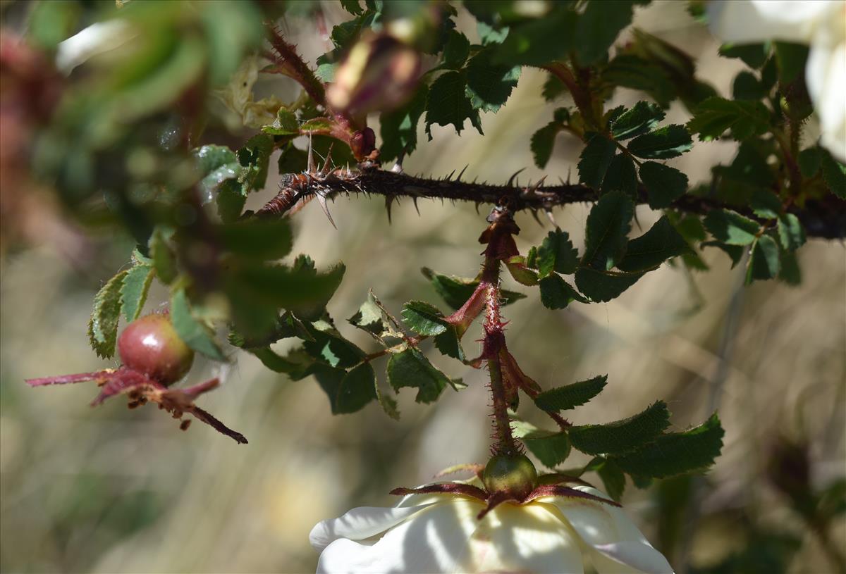Rosa x biturigensis (door Jan Klinckenberg)