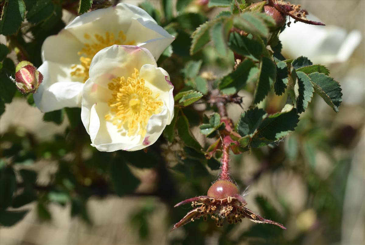 Rosa x biturigensis (door Jan Klinckenberg)