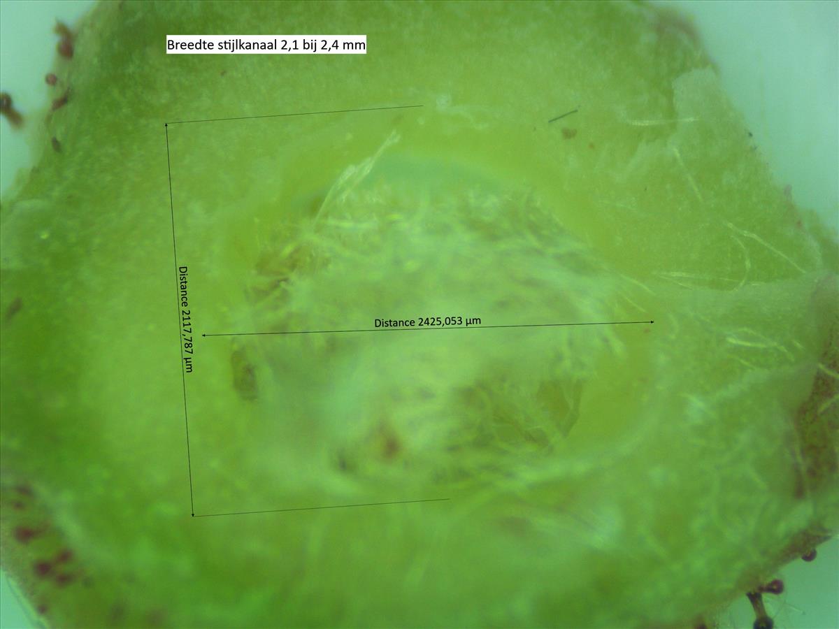 Rosa x biturigensis (door Jan Klinckenberg)