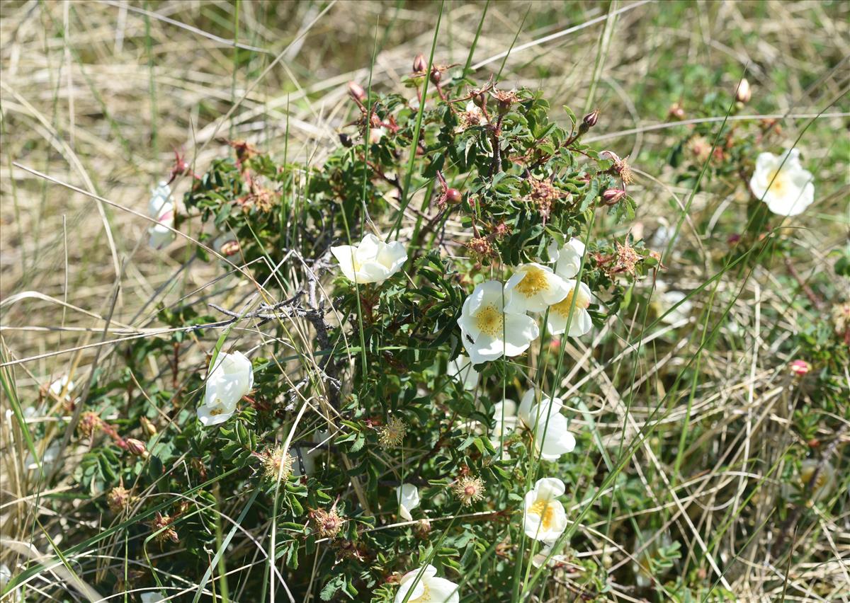 Rosa x biturigensis (door Jan Klinckenberg)