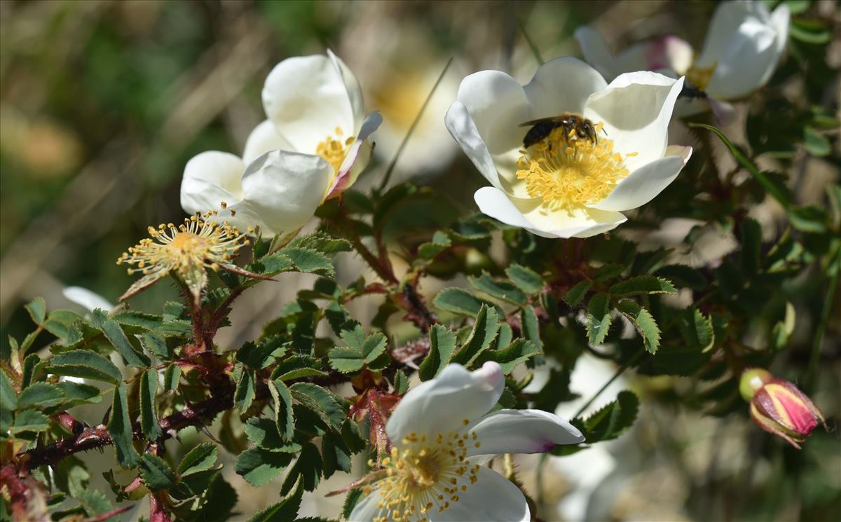 Rosa x biturigensis (door Jan Klinckenberg)