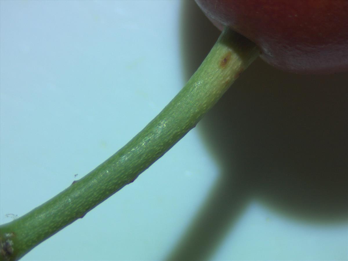 Rosa x dumetorum (door Jan Klinckenberg)