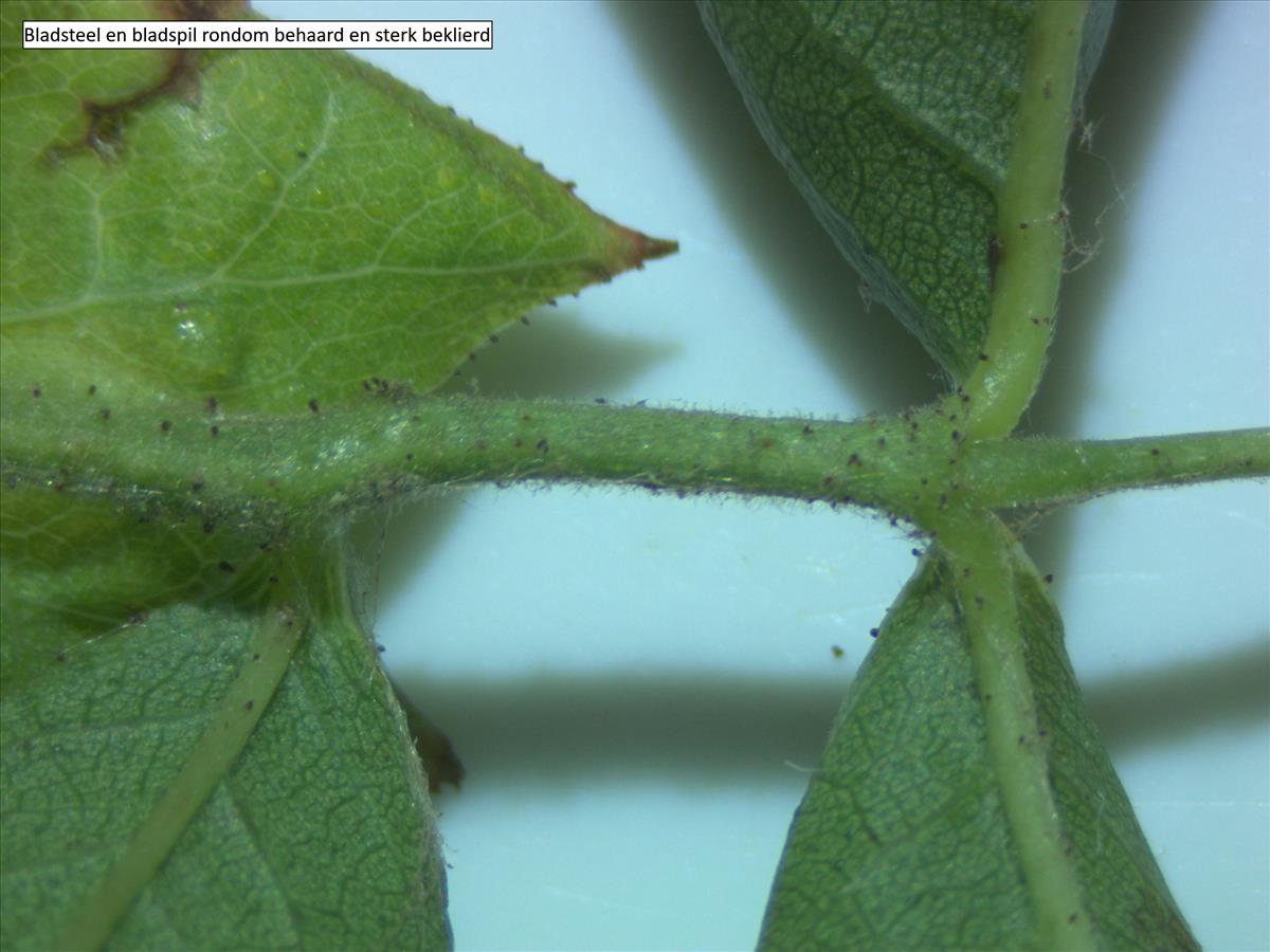 Rosa x dumetorum (door Jan Klinckenberg)