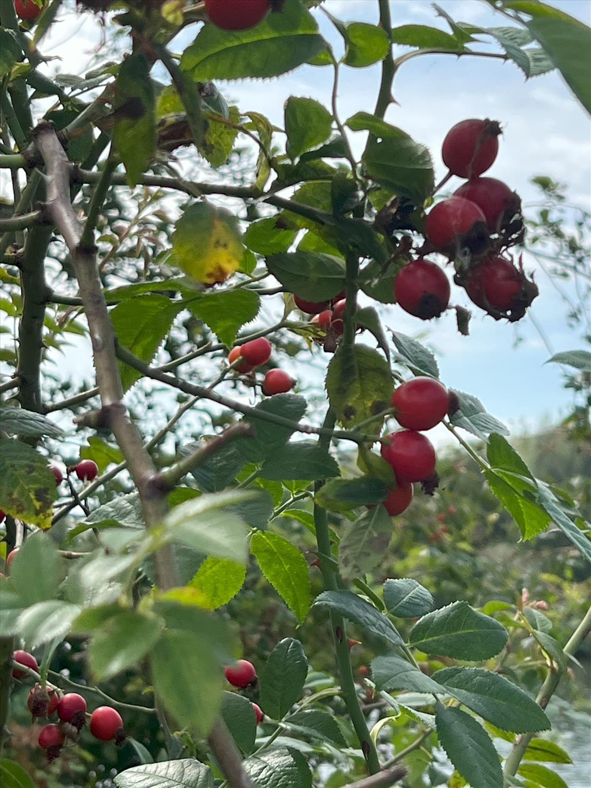 Rosa x dumetorum (door Jan Klinckenberg)