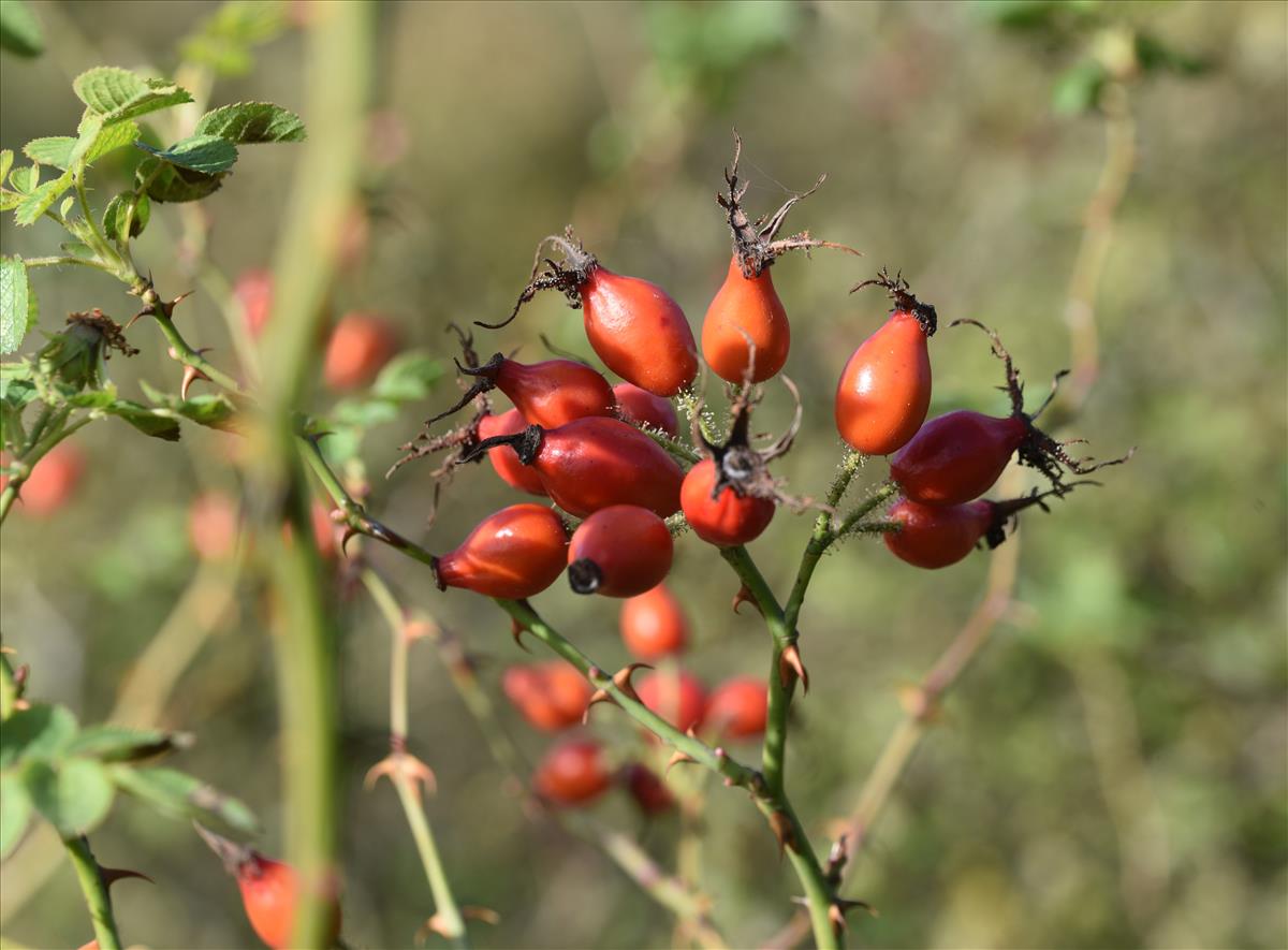 Rosa x gremlii (door Jan Klinckenberg)