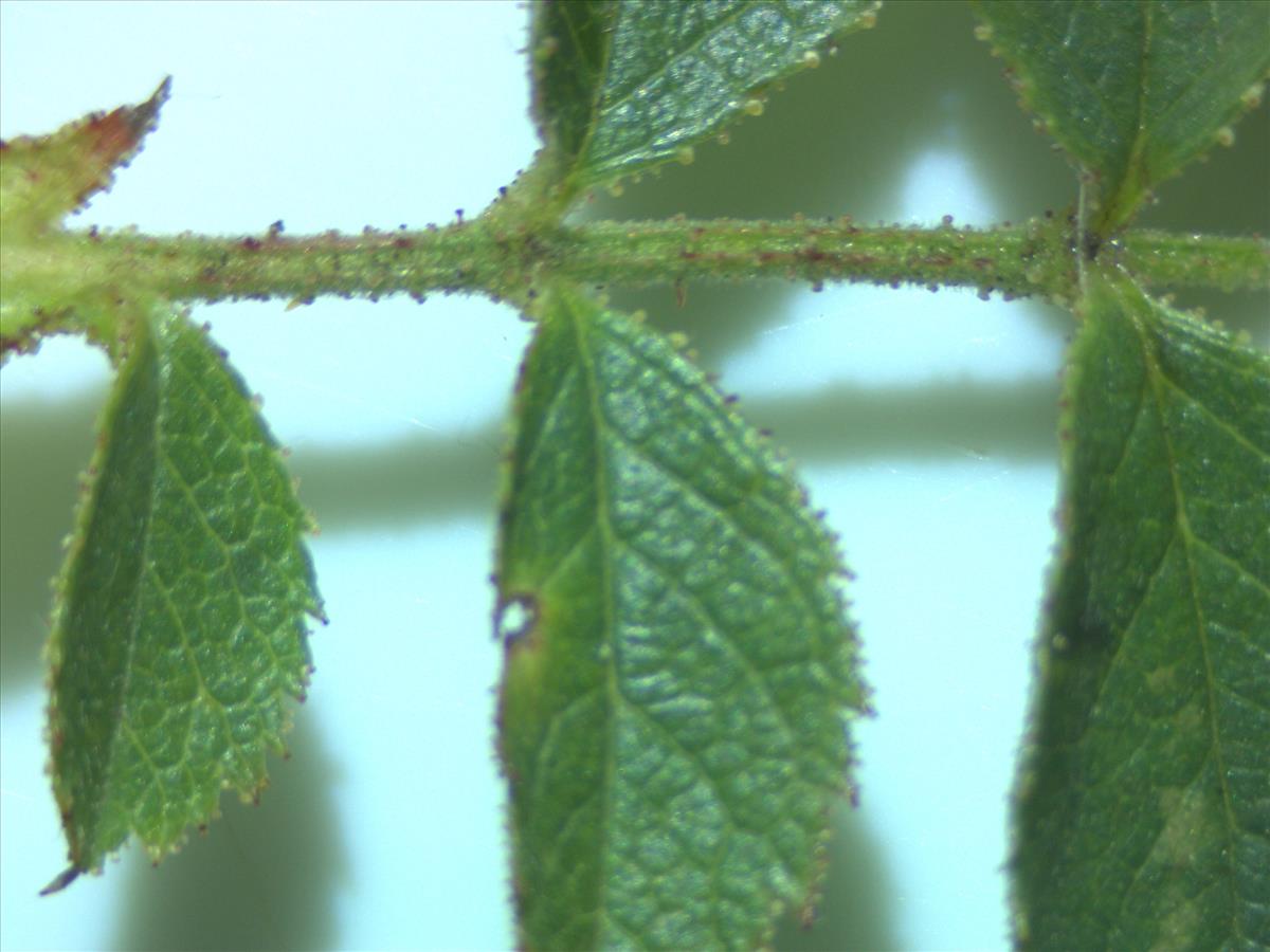 Rosa x inodora (door Jan Klinckenberg)