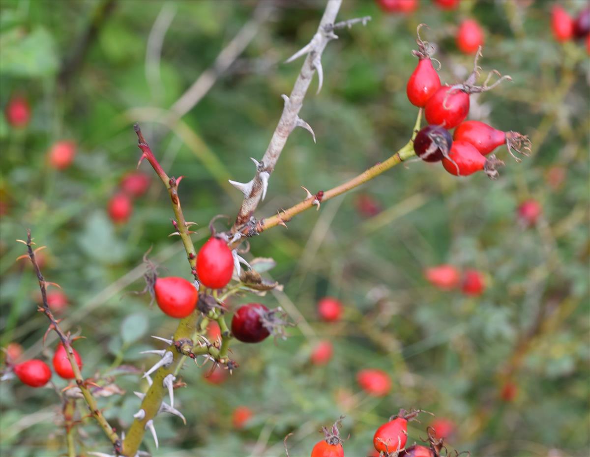 Rosa x inodora (door Jan Klinckenberg)