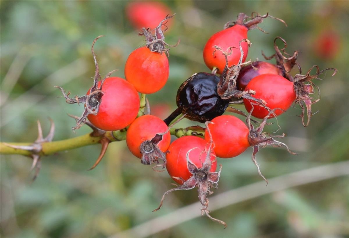 Rosa x inodora (door Jan Klinckenberg)