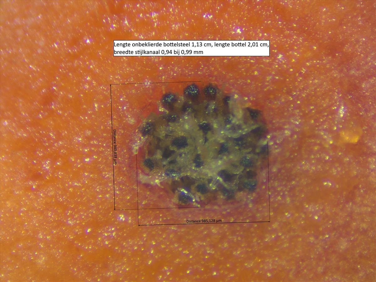 Rosa x inodora (door Jan Klinckenberg)