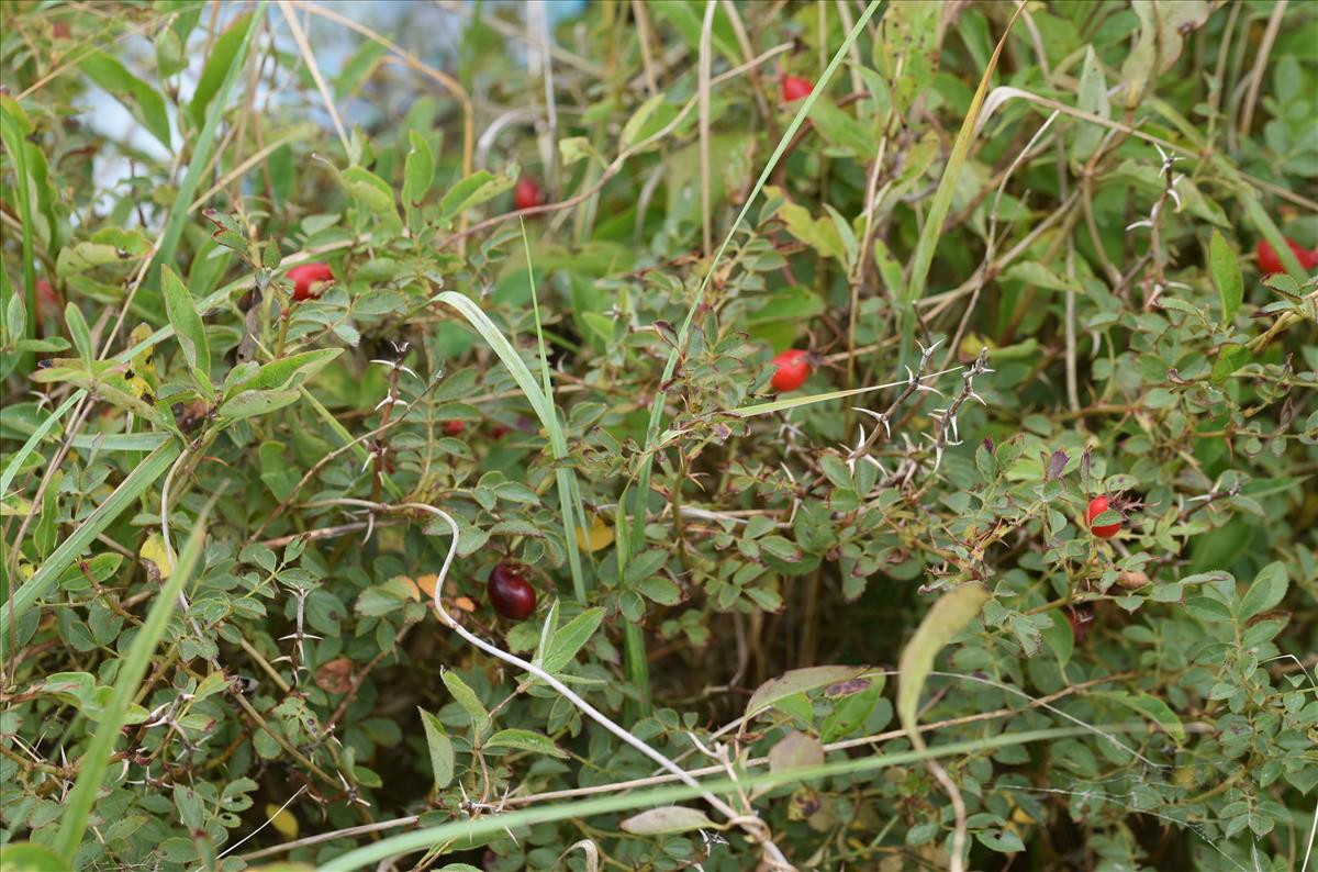 Rosa x inodora (door Jan Klinckenberg)