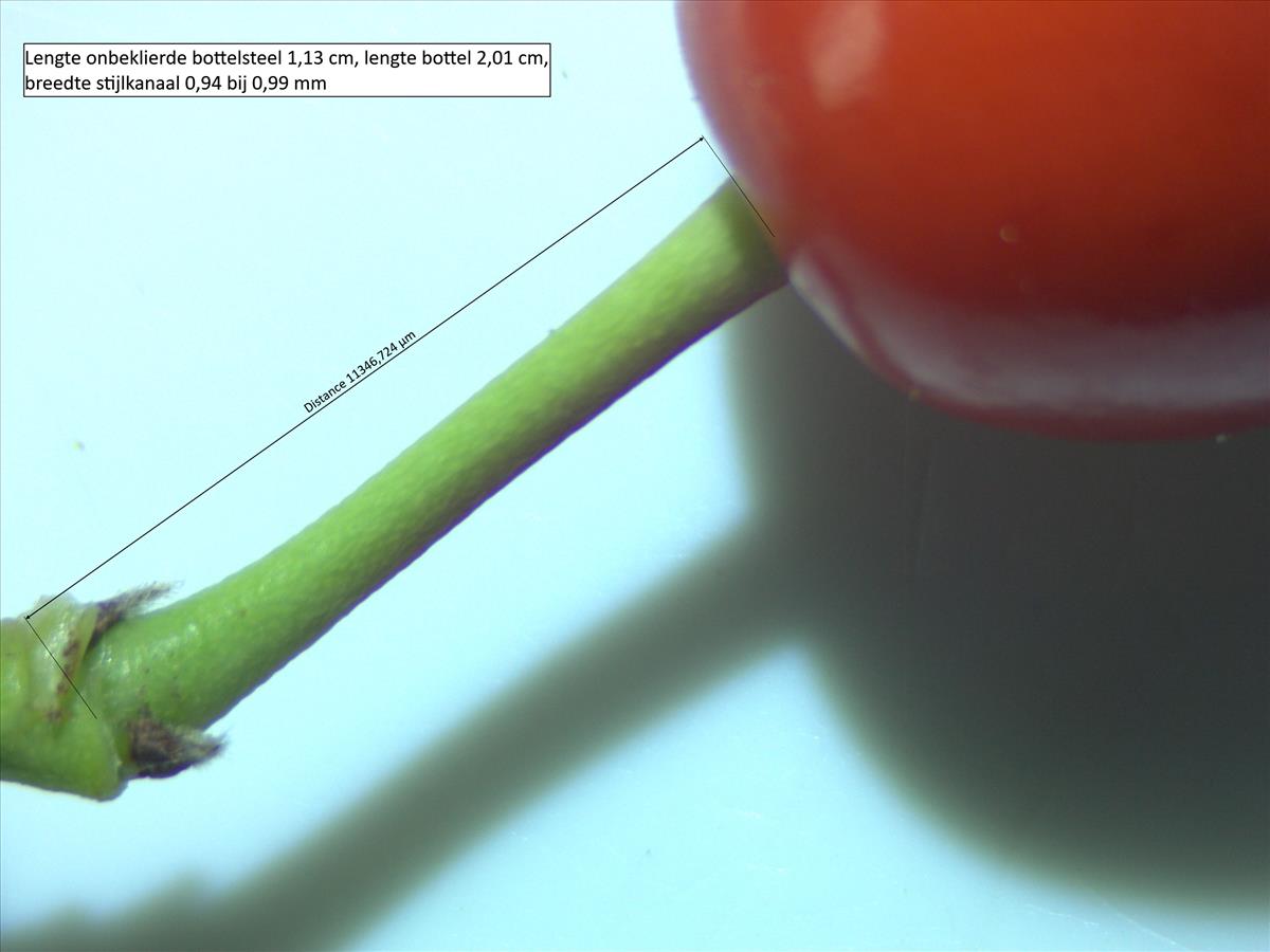 Rosa x inodora (door Jan Klinckenberg)