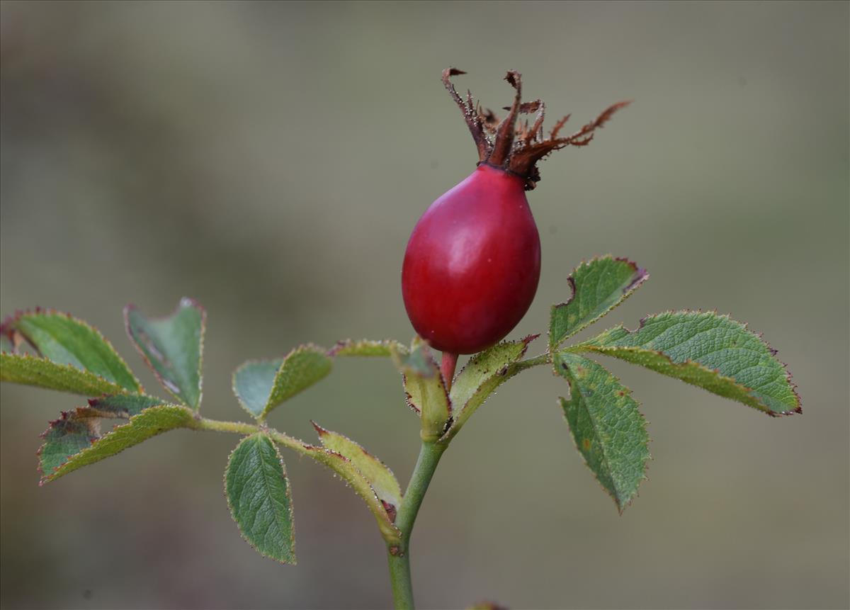 Rosa x inodora (door Jan Klinckenberg)
