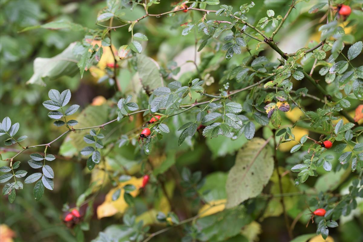 Rosa x inodora (door Jan Klinckenberg)
