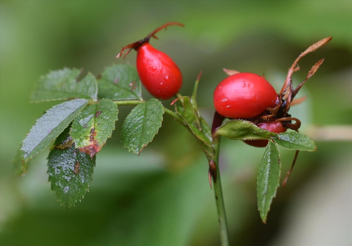 Rosa x inodora (door Jan Klinckenberg)