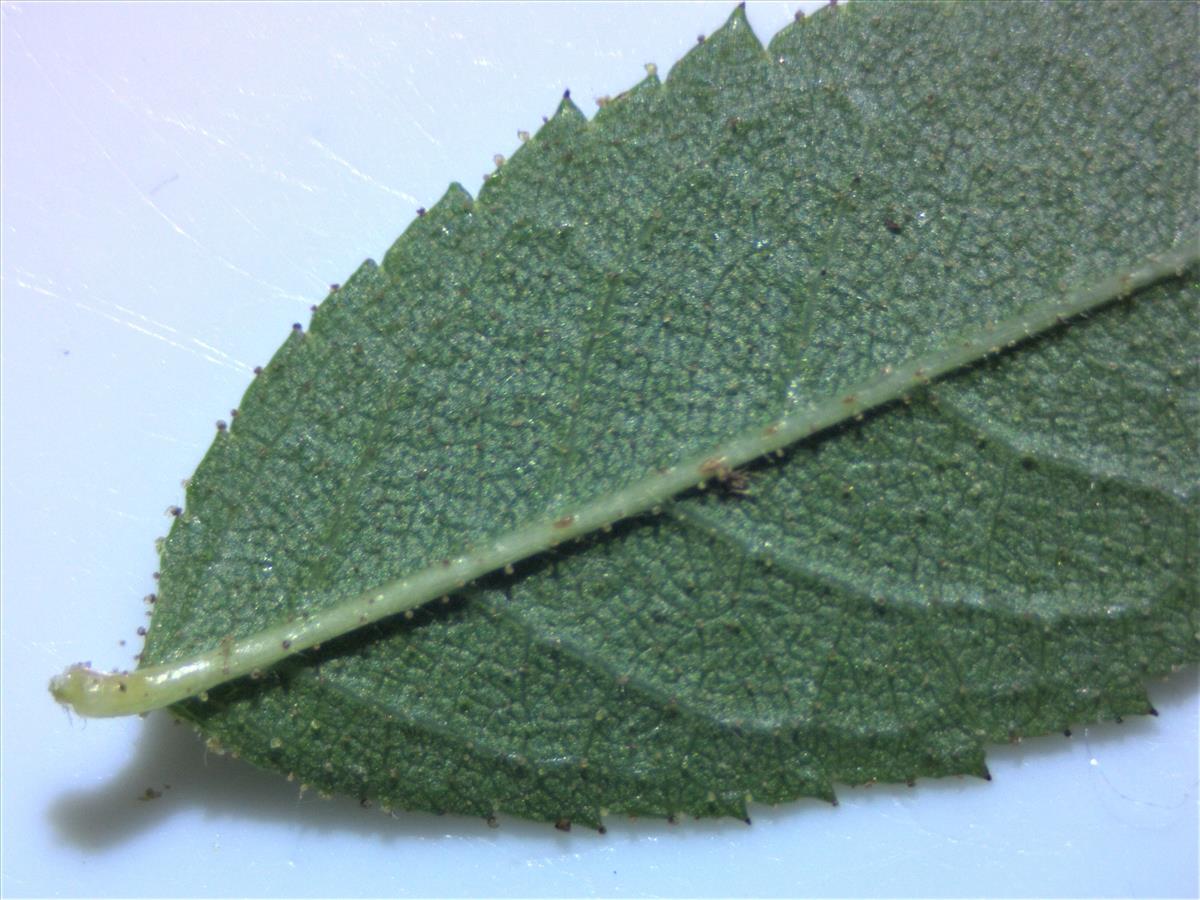 Rosa x inodora (door Jan Klinckenberg)