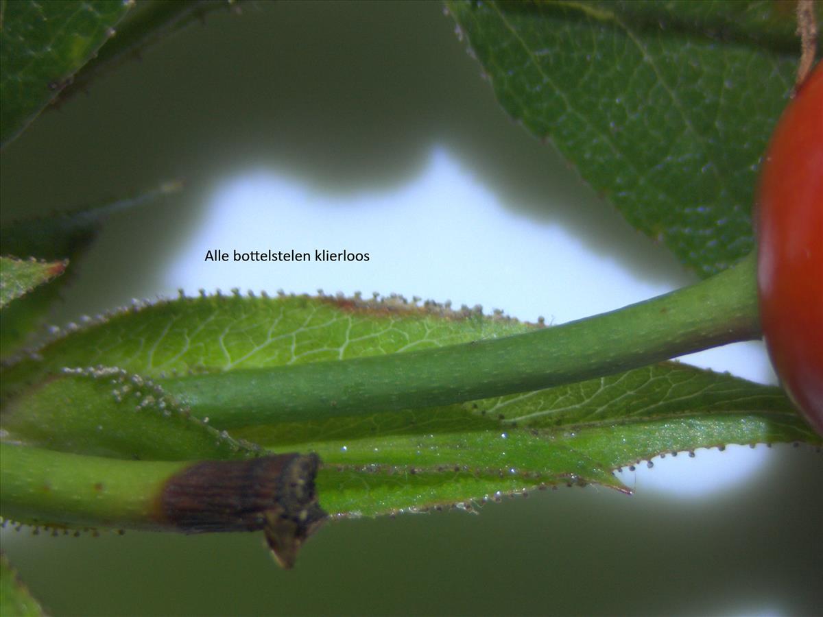 Rosa x inodora (door Jan Klinckenberg)