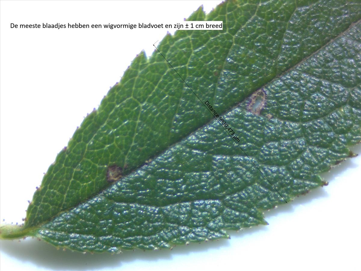 Rosa x inodora (door Jan Klinckenberg)