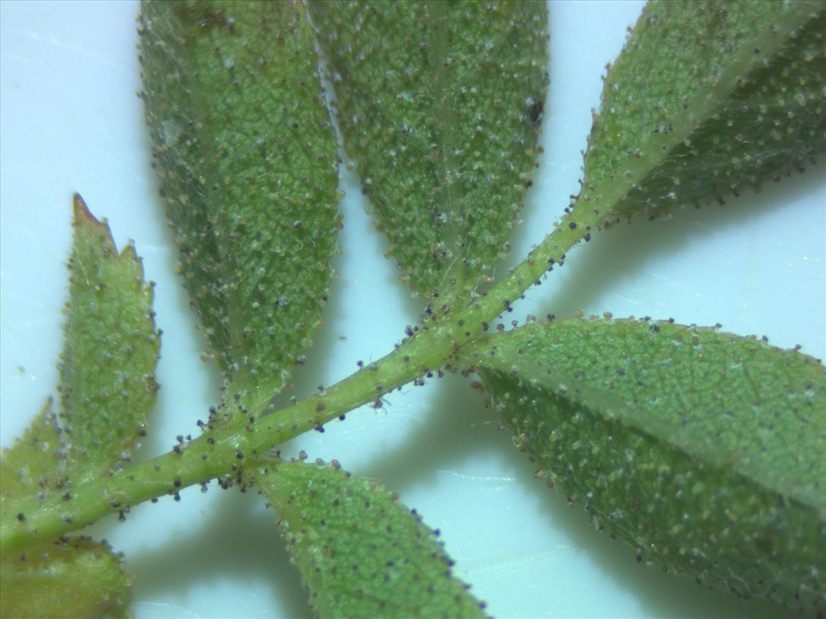 Rosa x inodora (door Jan Klinckenberg)