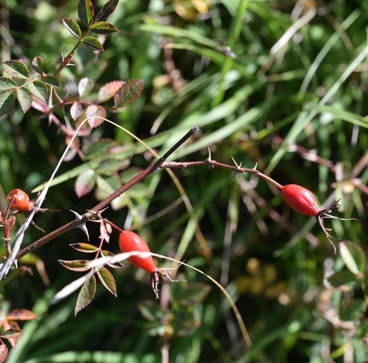 Rosa x inodora (door Jan Klinckenberg)