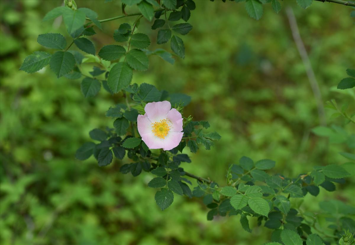 Rosa x subcollina (door Jan Klinckenberg)