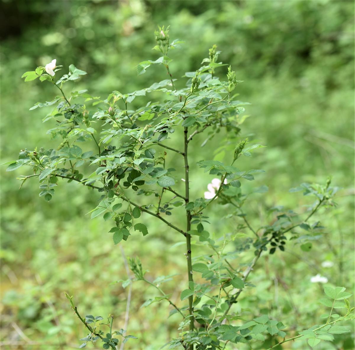 Rosa x subcollina (door Jan Klinckenberg)