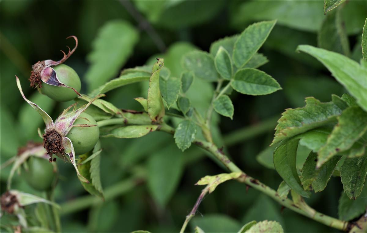 Rosa x subcollina (door Jan Klinckenberg)