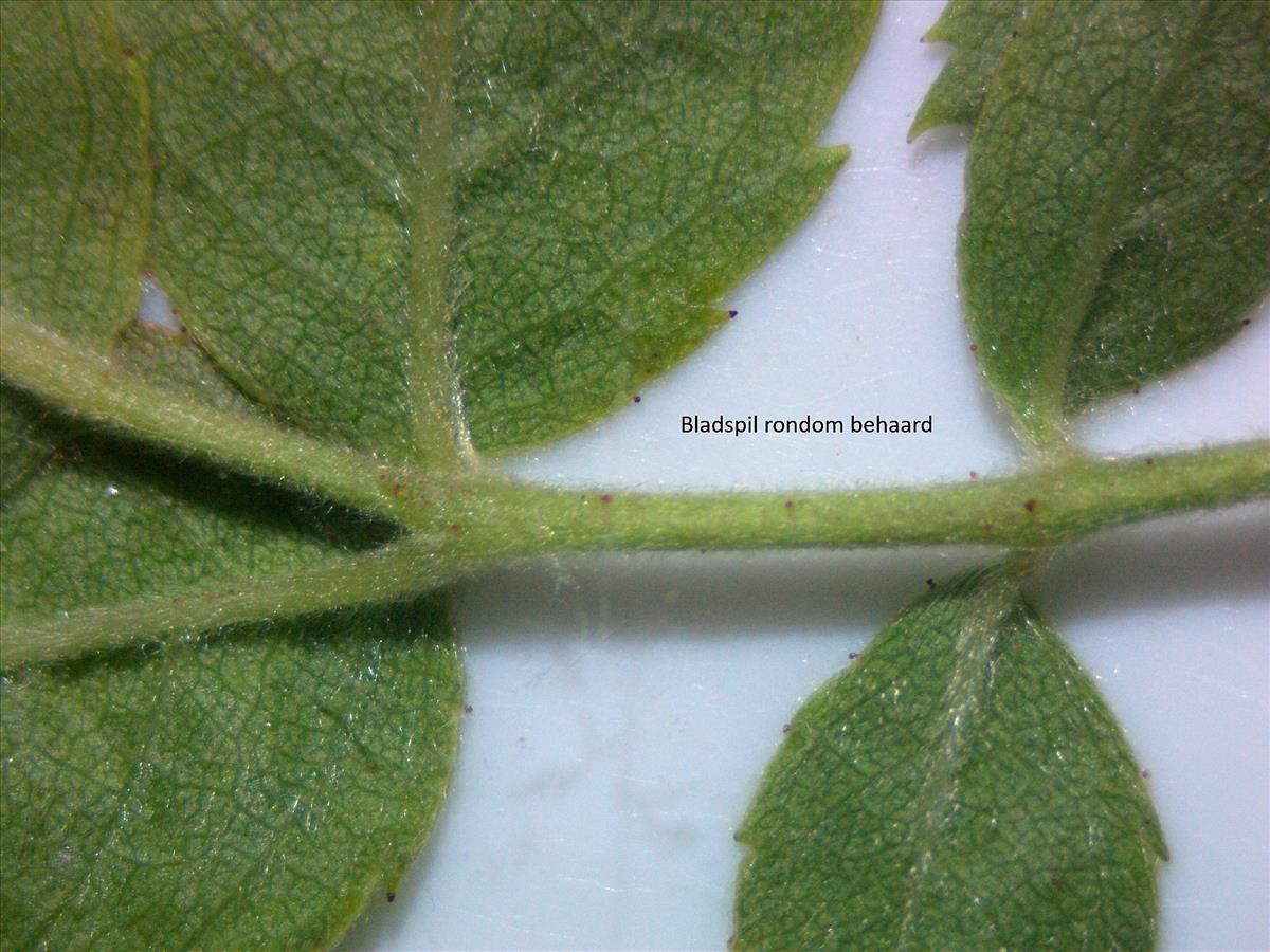 Rosa x subcollina (door Jan Klinckenberg)