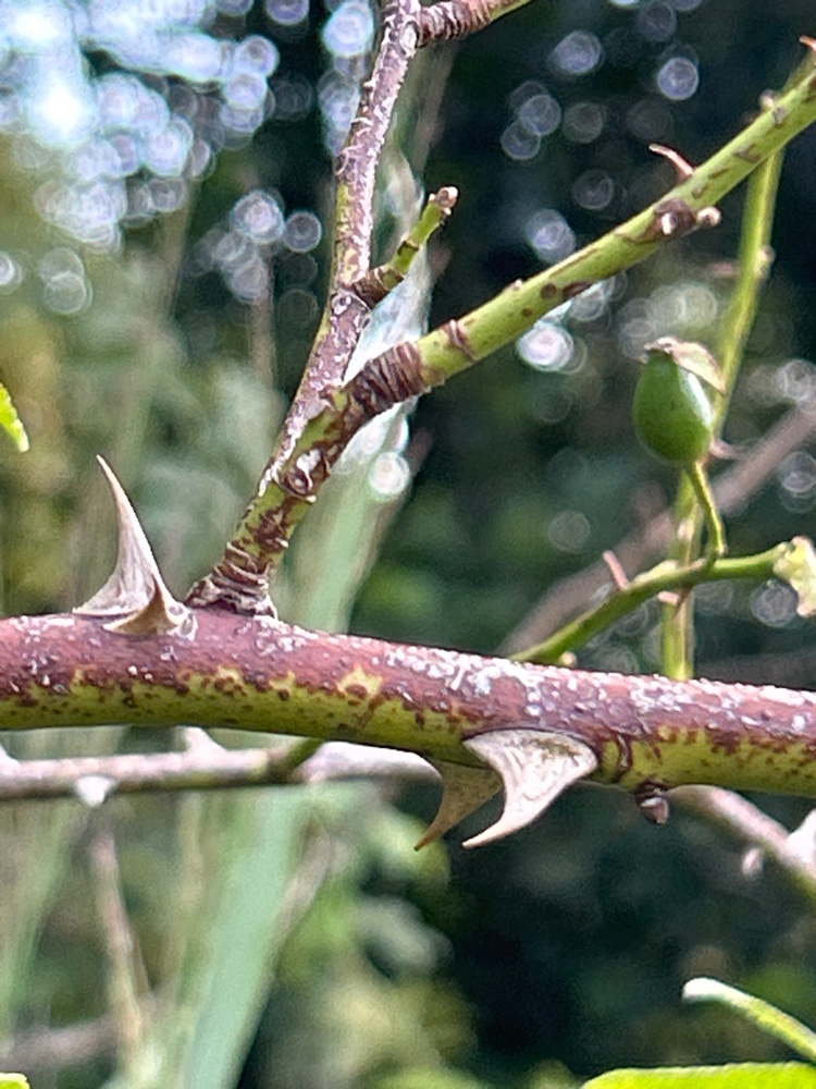 Rosa x suberecta (door Harry Waltje)
