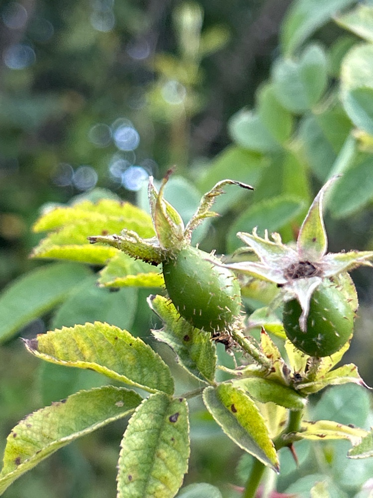 Rosa x suberecta (door Harry Waltje)