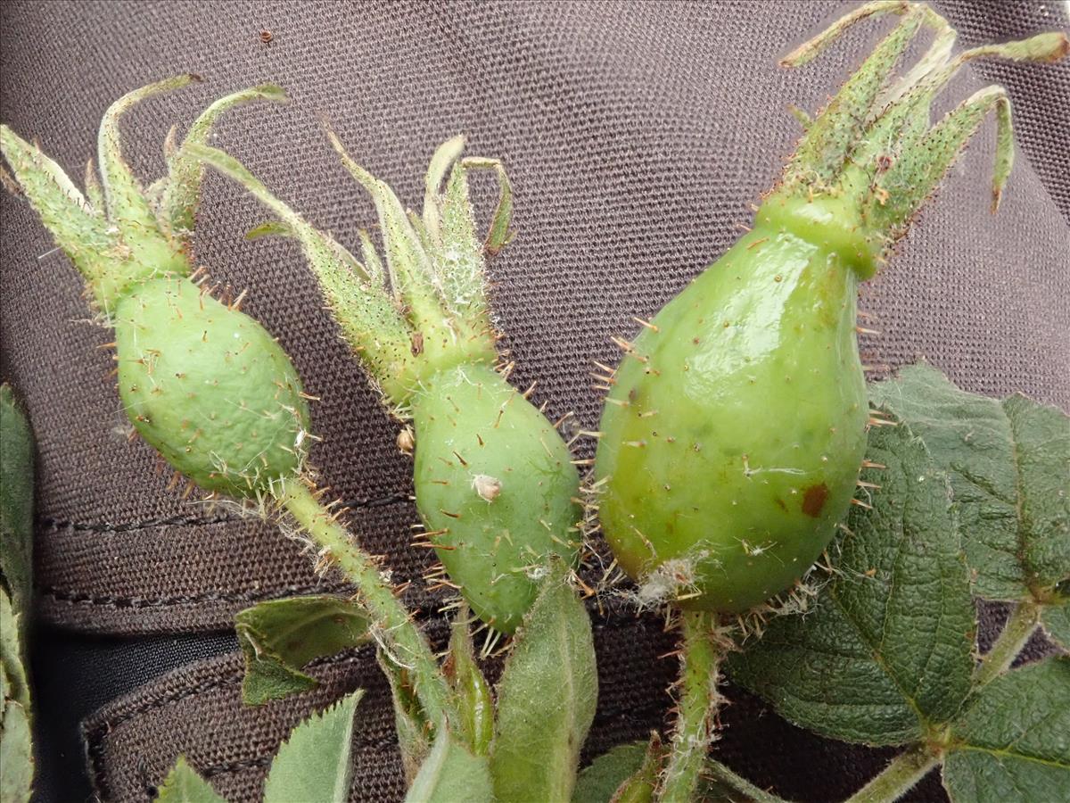 Rosa x suberecta (door Harry Waltje)