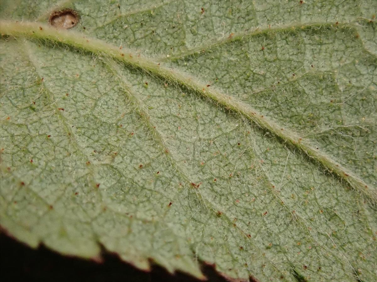Rosa x suberecta (door Harry Waltje)
