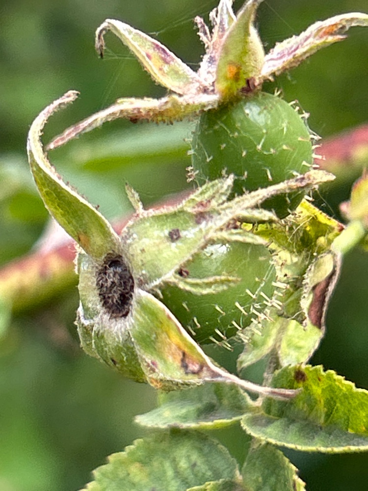 Rosa x suberecta (door Harry Waltje)