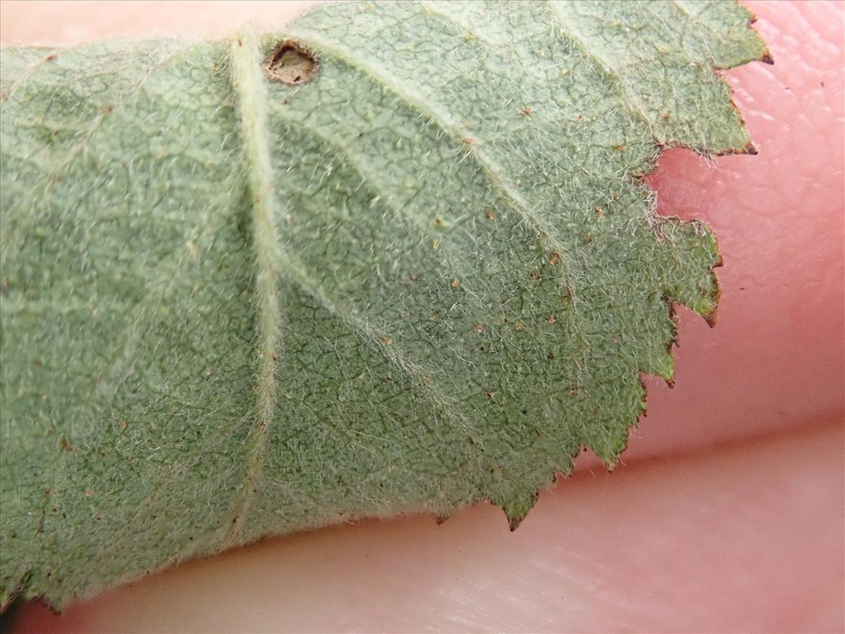 Rosa x suberecta (door Harry Waltje)