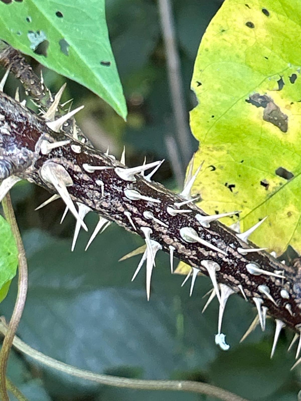 Rosa x suberecta (door Harry Waltje)