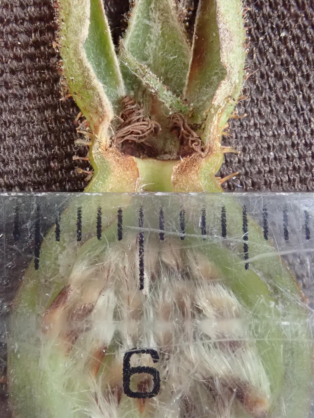 Rosa x suberecta (door Harry Waltje)