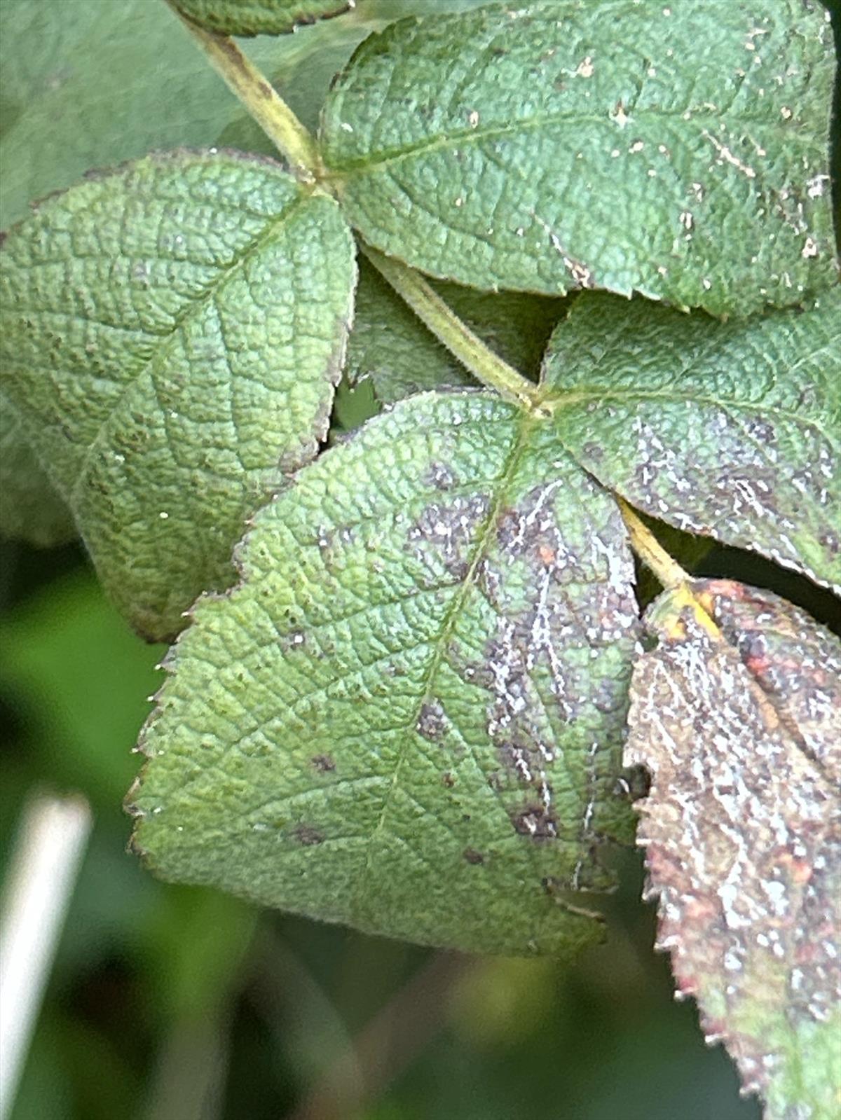 Rosa x suberecta (door Harry Waltje)