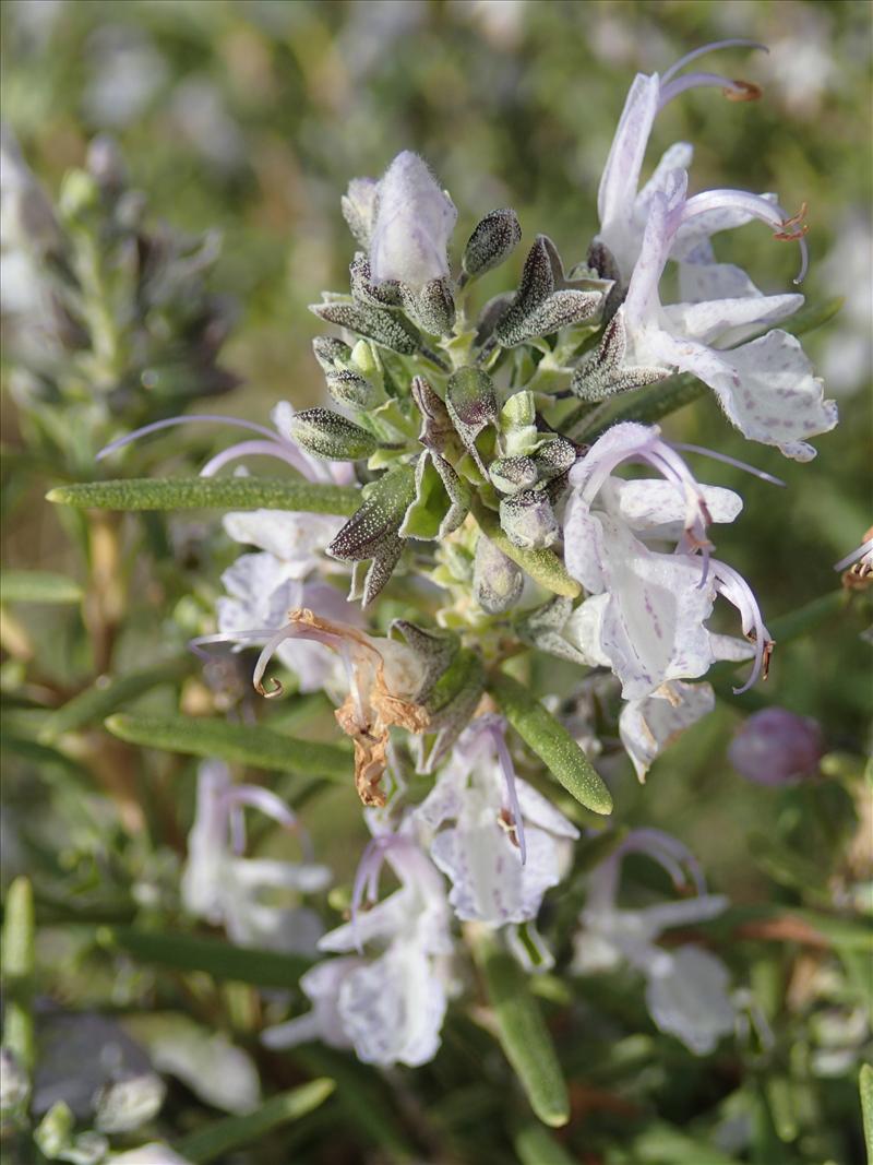 Rosmarinus officinalis (door Adrie van Heerden)