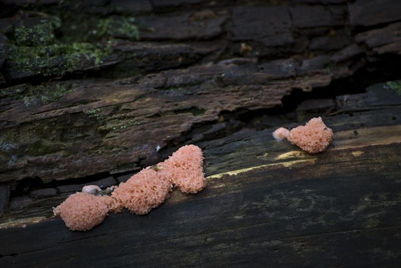 Tubifera arachnoidea (door Julius vd Broek)