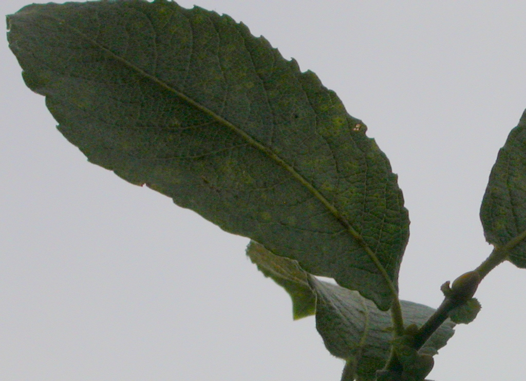 Salix cinerea subsp. oleifolia (door Peter Meininger)