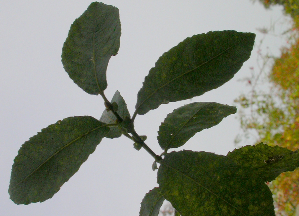 Salix cinerea subsp. oleifolia (door Peter Meininger)