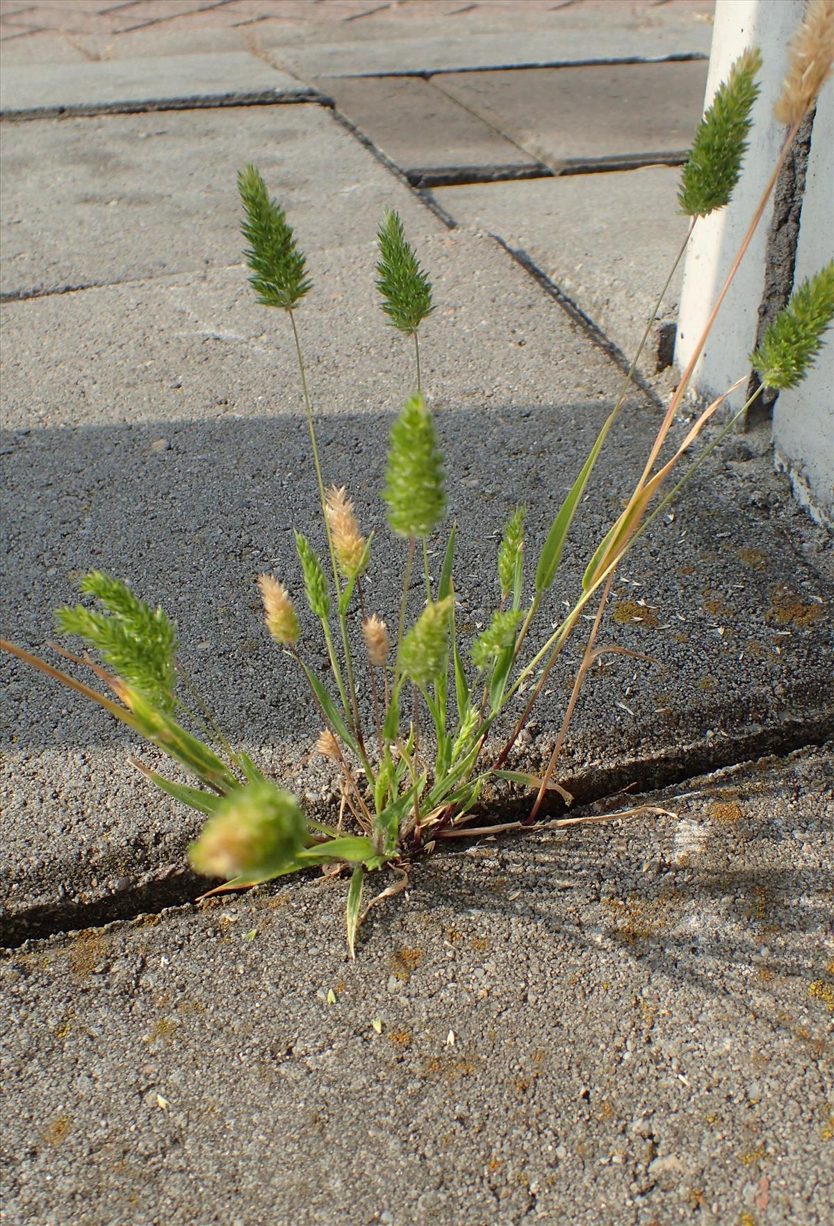 Rostraria cristata (door Adrie van Heerden)