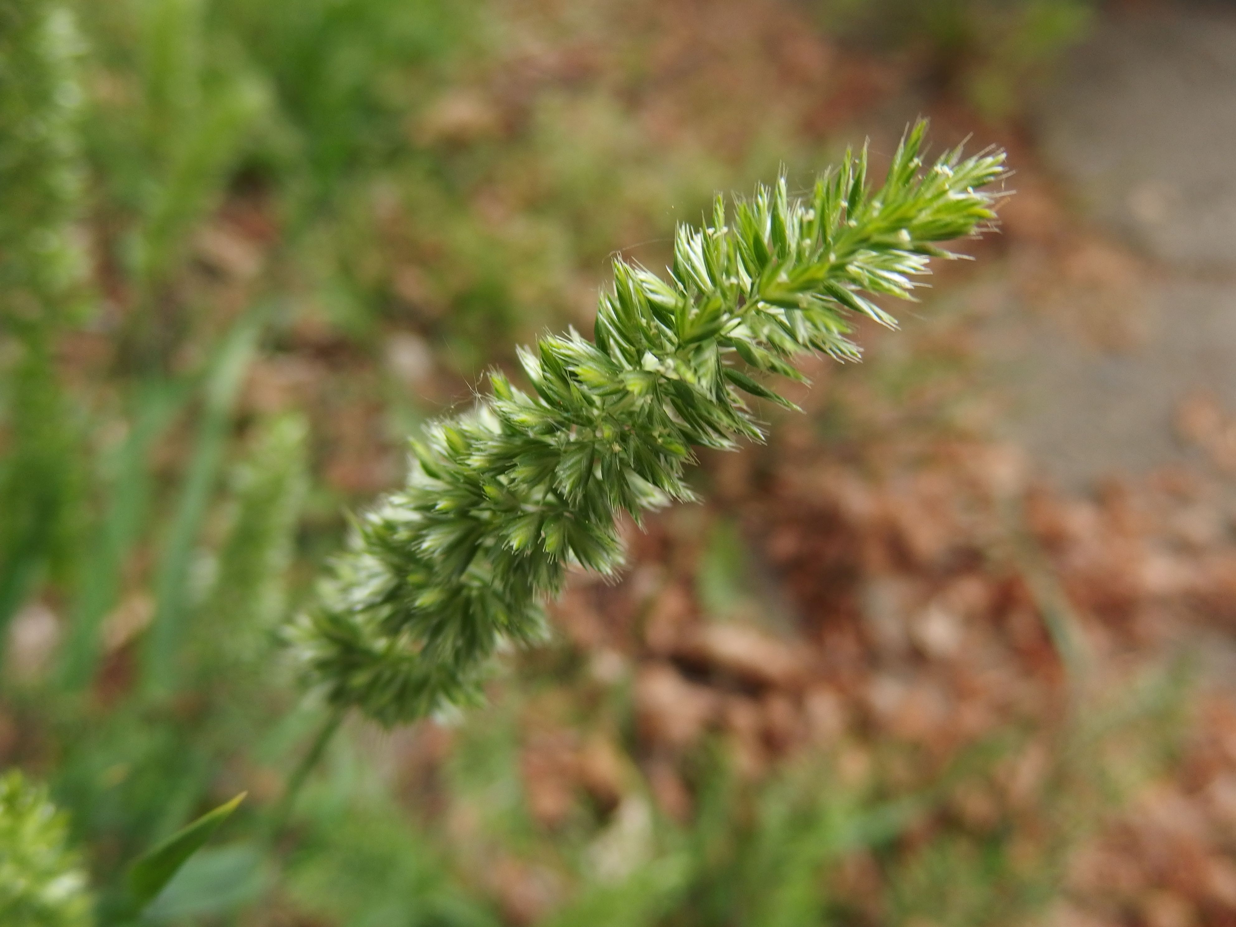 Rostraria cristata (door Aad van Diemen)