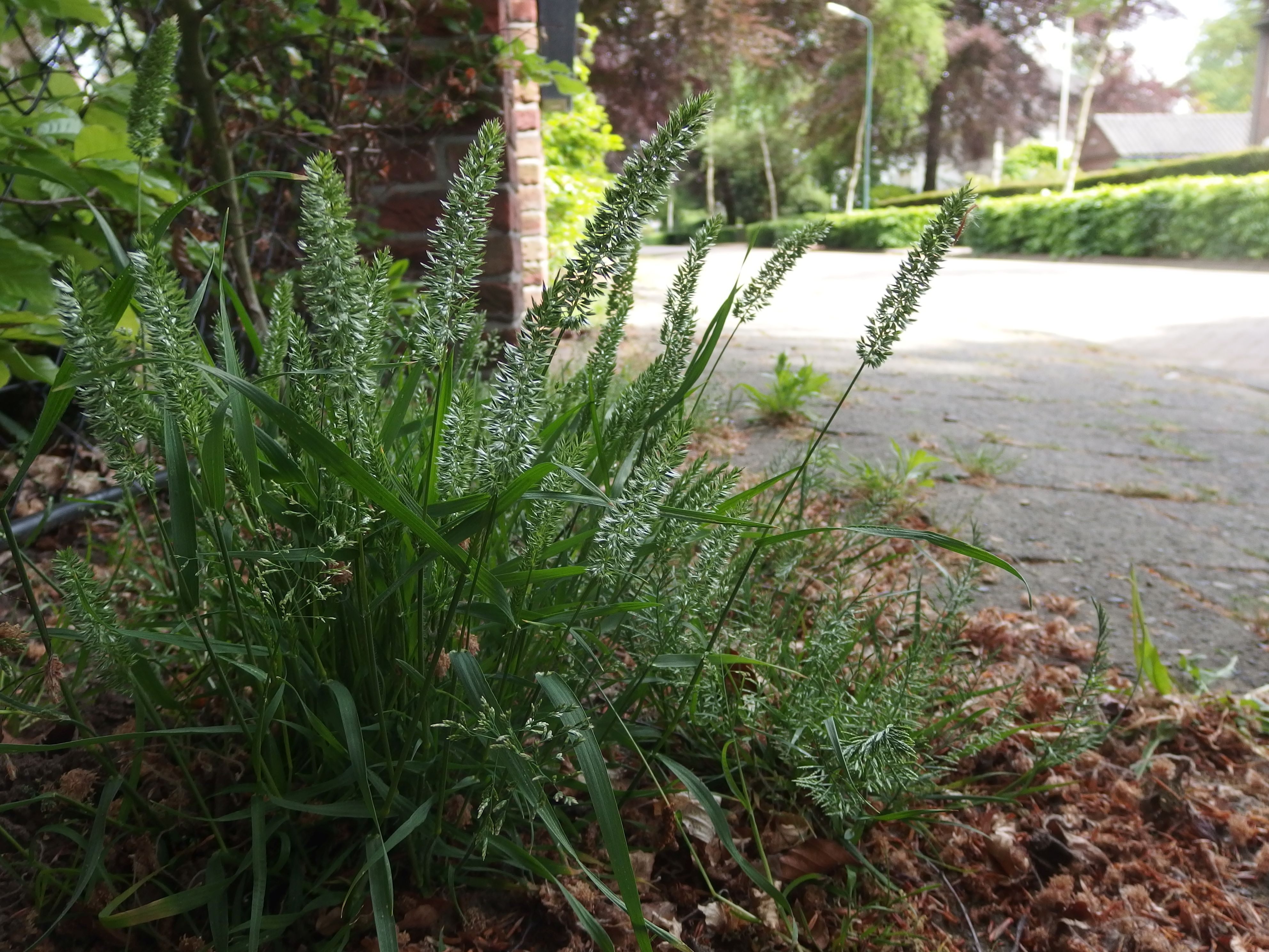 Rostraria cristata (door Aad van Diemen)