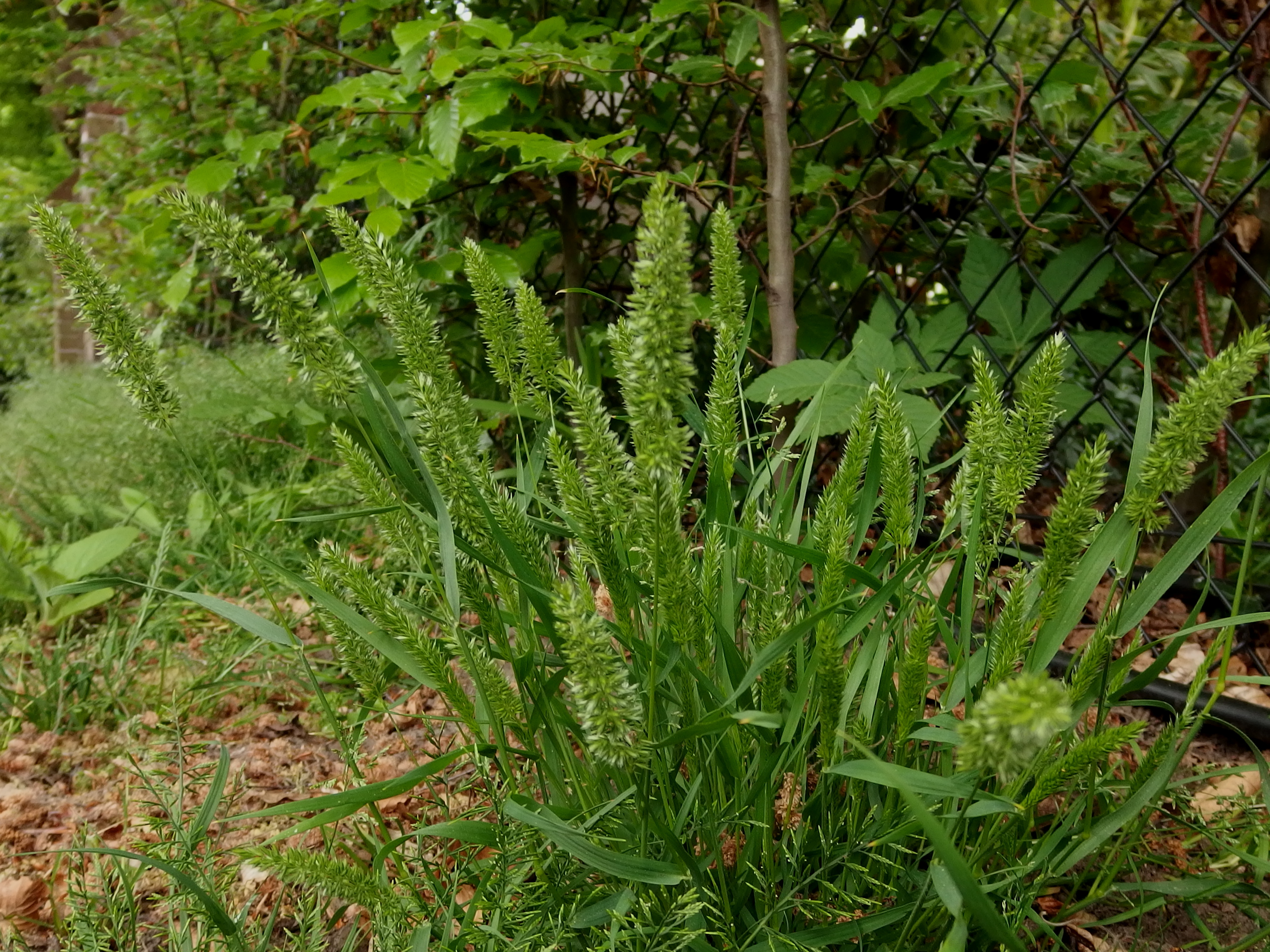 Rostraria cristata (door Aad van Diemen)