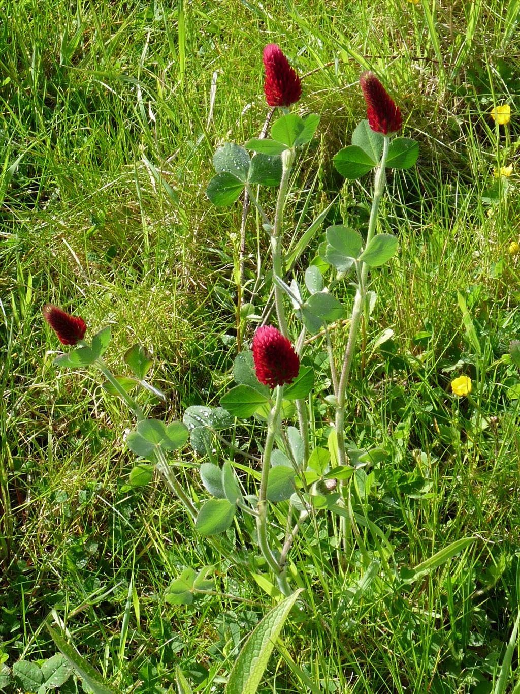 Trifolium incarnatum (door Willemien Troelstra)