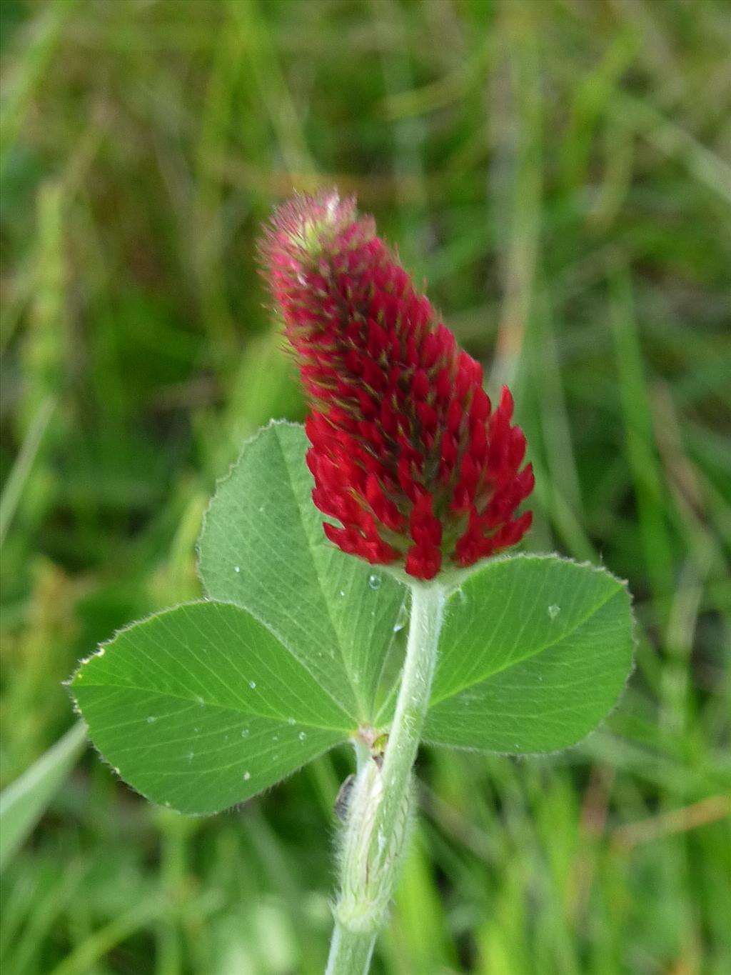 Trifolium incarnatum (door Willemien Troelstra)