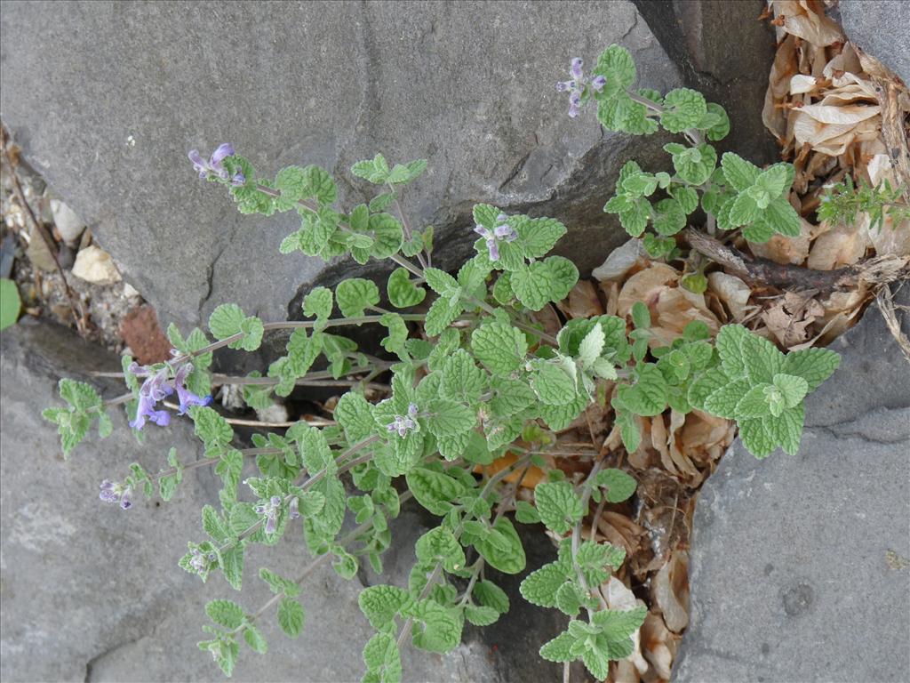 Nepeta racemosa (door Willemien Troelstra)