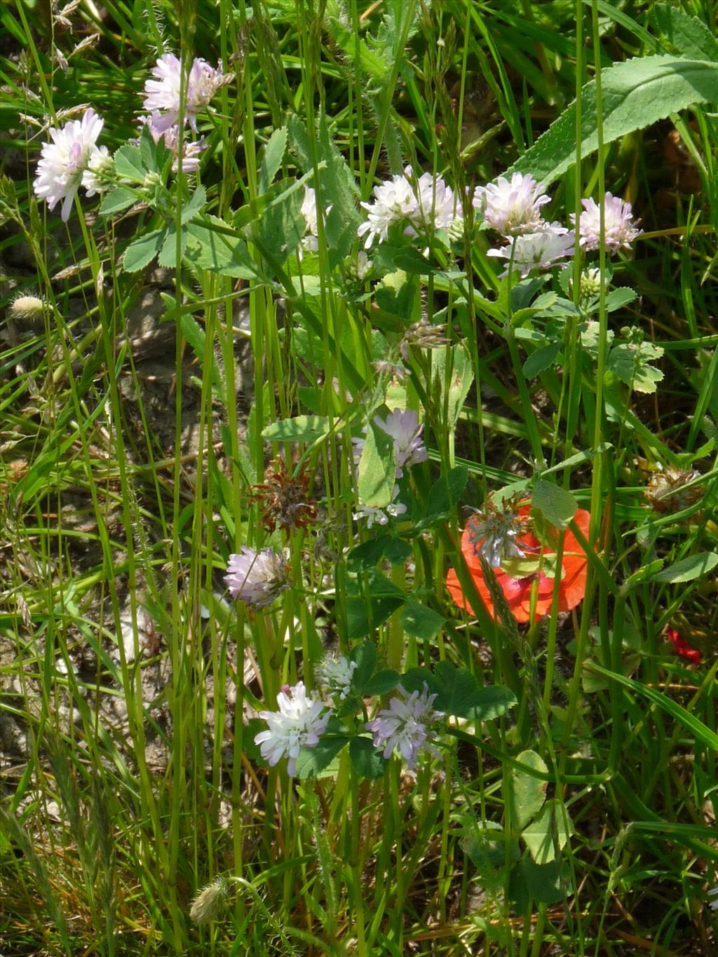 Trifolium resupinatum (door Willemien Troelstra)